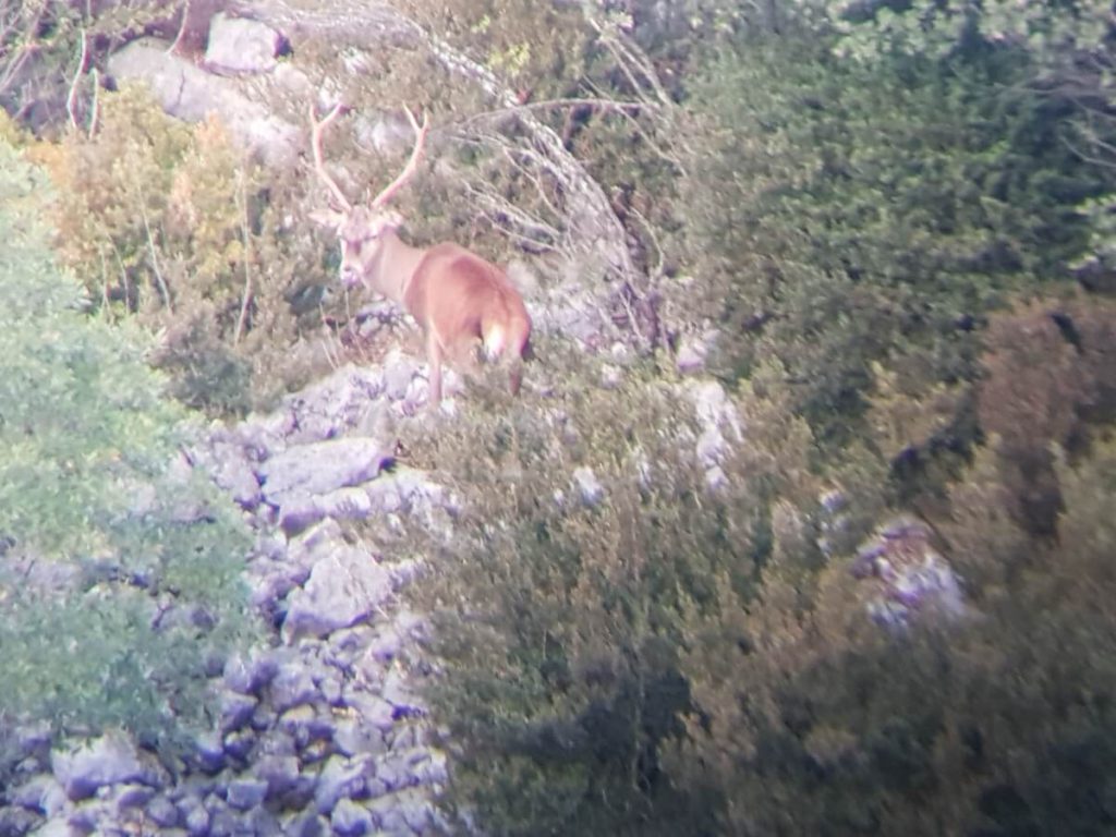 Deer rut season in Catalunya