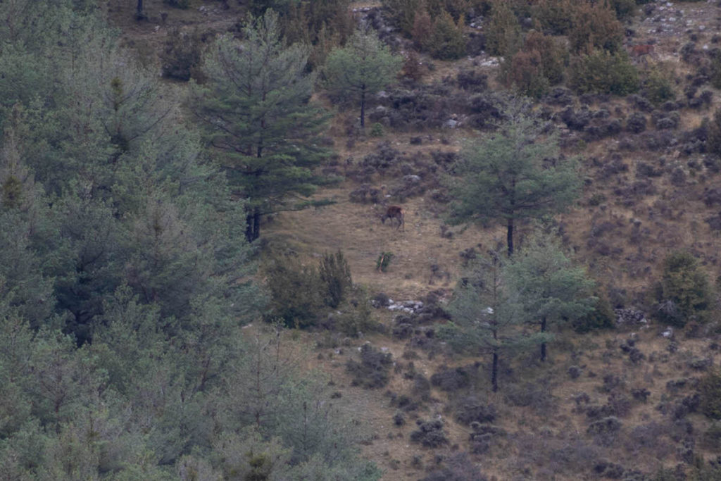 Deer rut in Catalunya