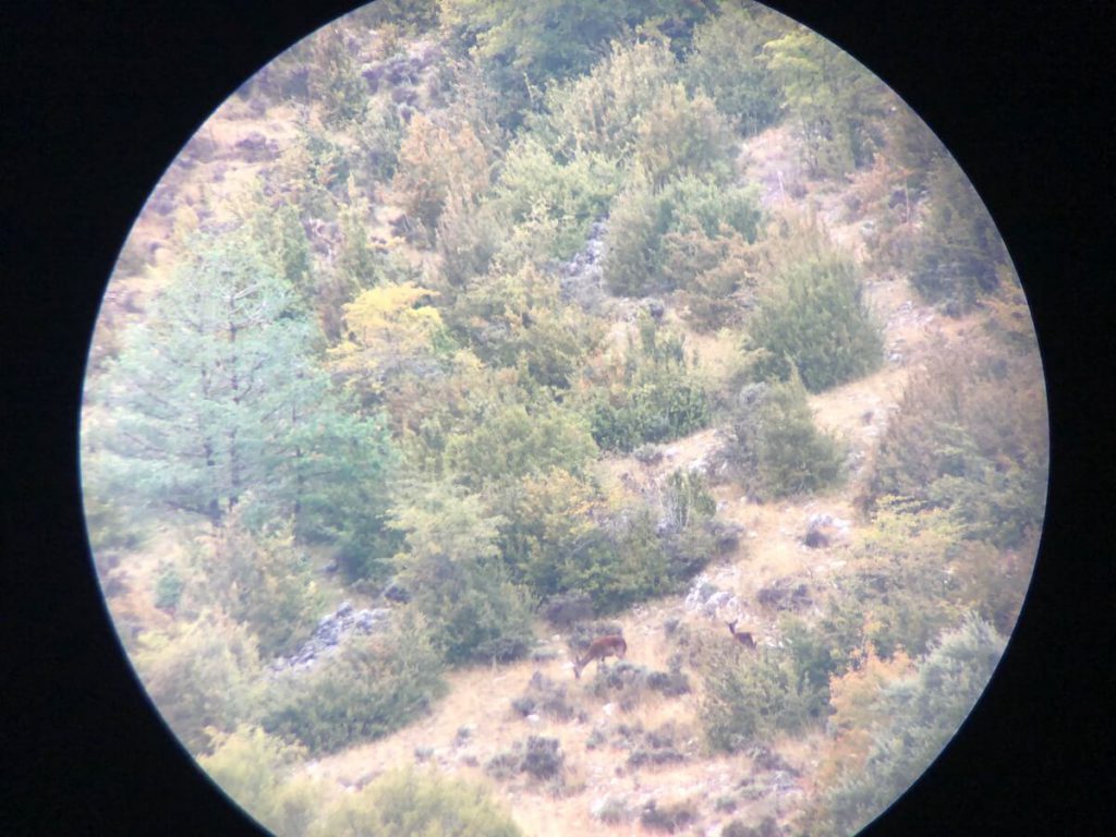 Deer rut in Catalunya