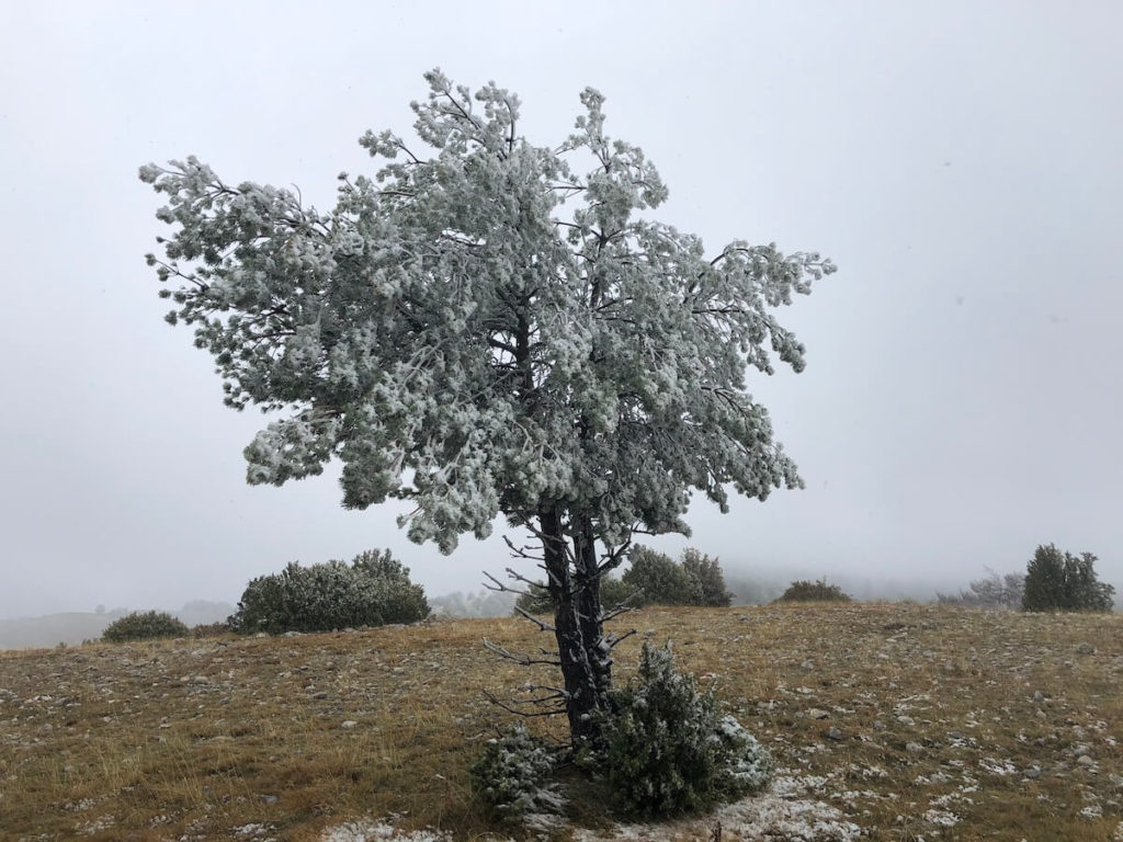 Reserva de Boumort, Catalunya