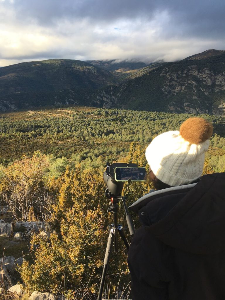 Deer rut season in Catalunya