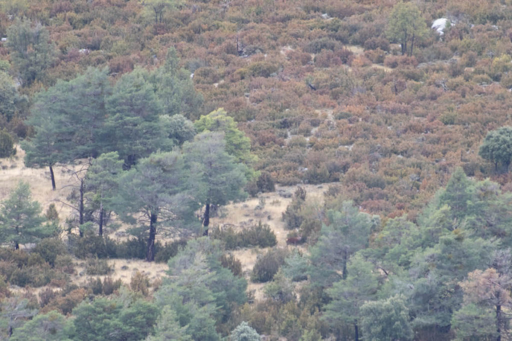 deer rut season in Catalunya