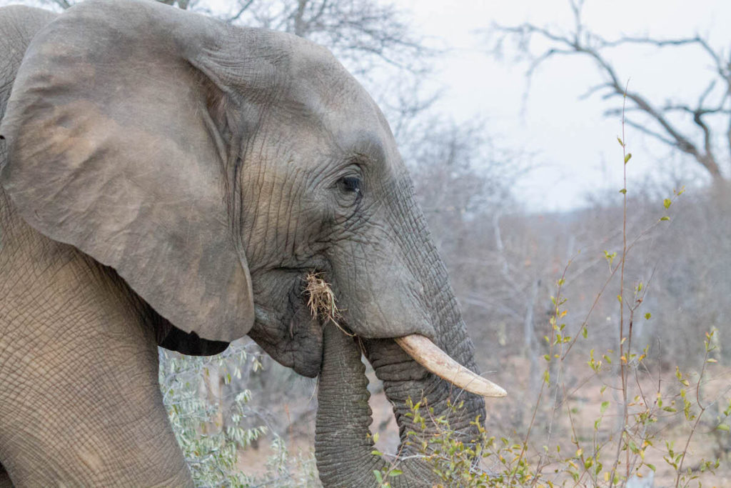 An elephant at Kruger national park
