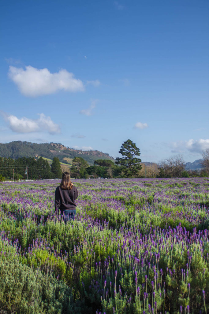 Lavender Farm field, Franschhoek