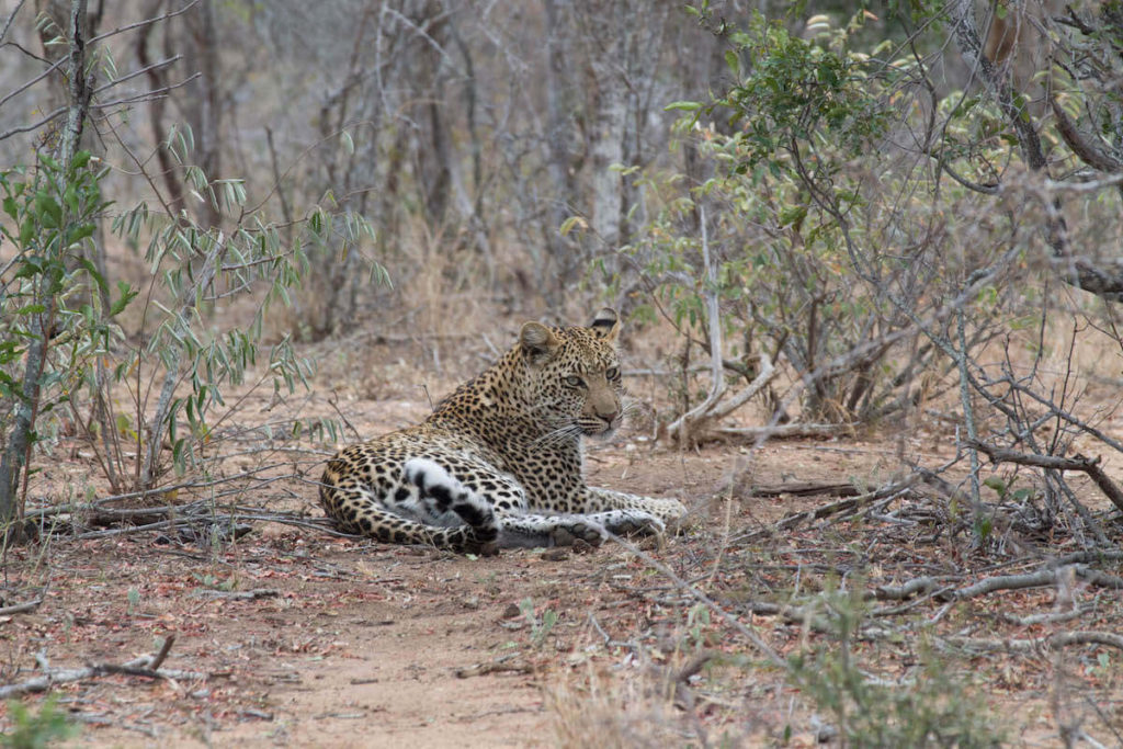 Leopard at Kruger national park