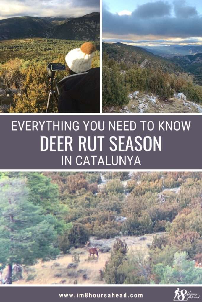 Where to see the deer rut season in Catalunya