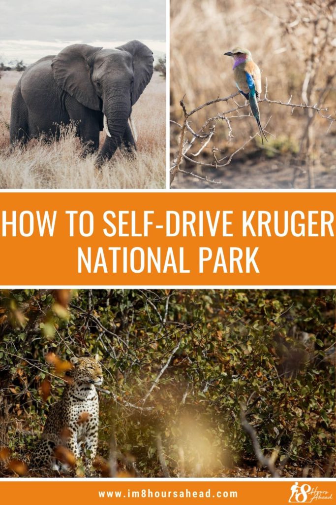 How to self-drive Kruger National Park