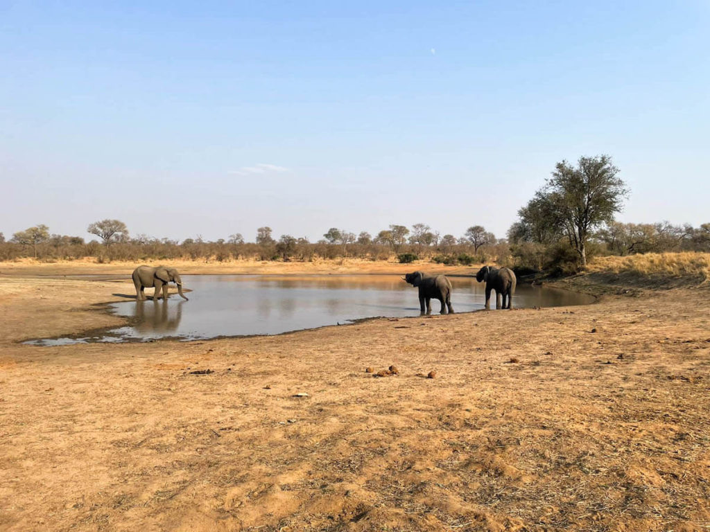 How to self-drive Kruger National Park: everything you need to know