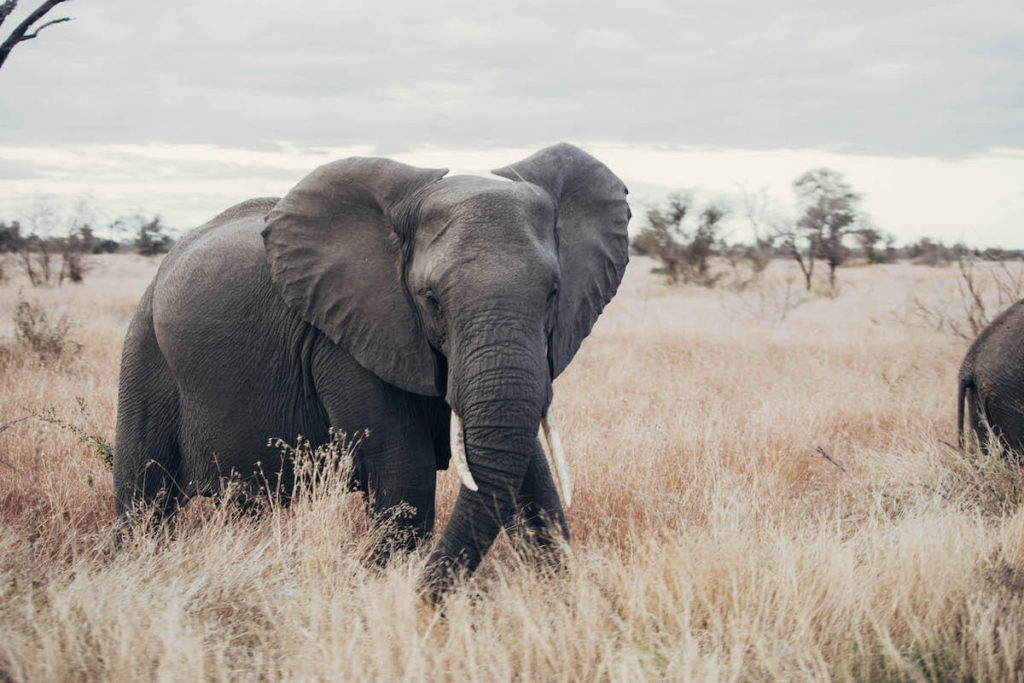 How to self-drive Kruger National Park