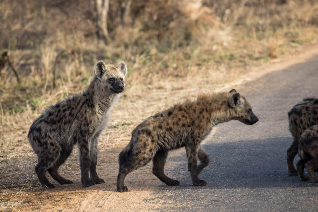 How to self-drive Kruger National Park