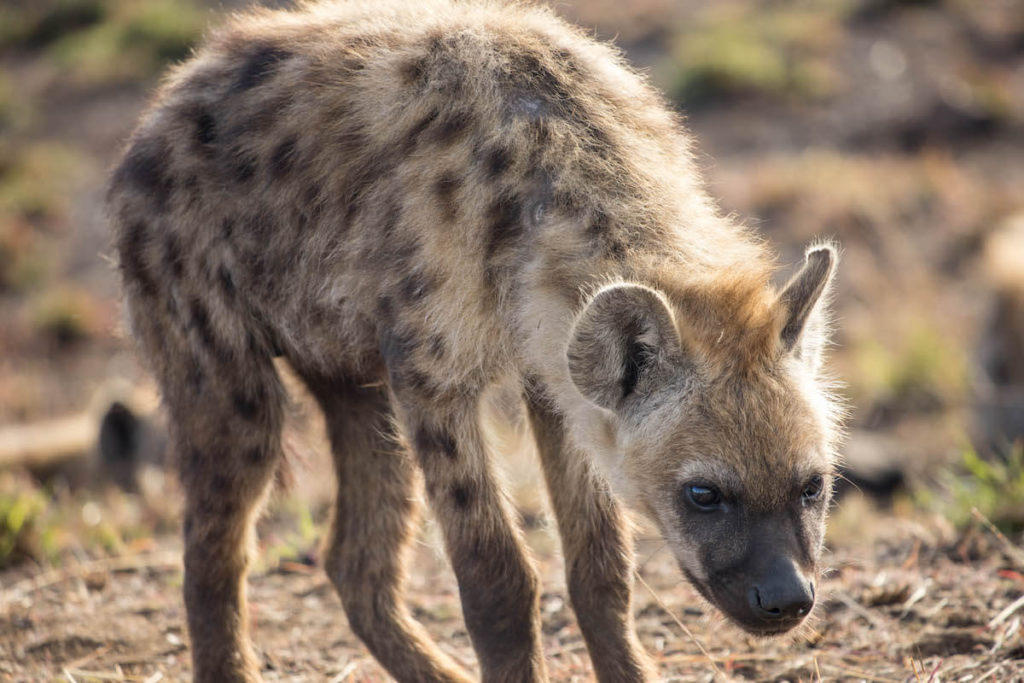 How to self-drive Kruger National Park