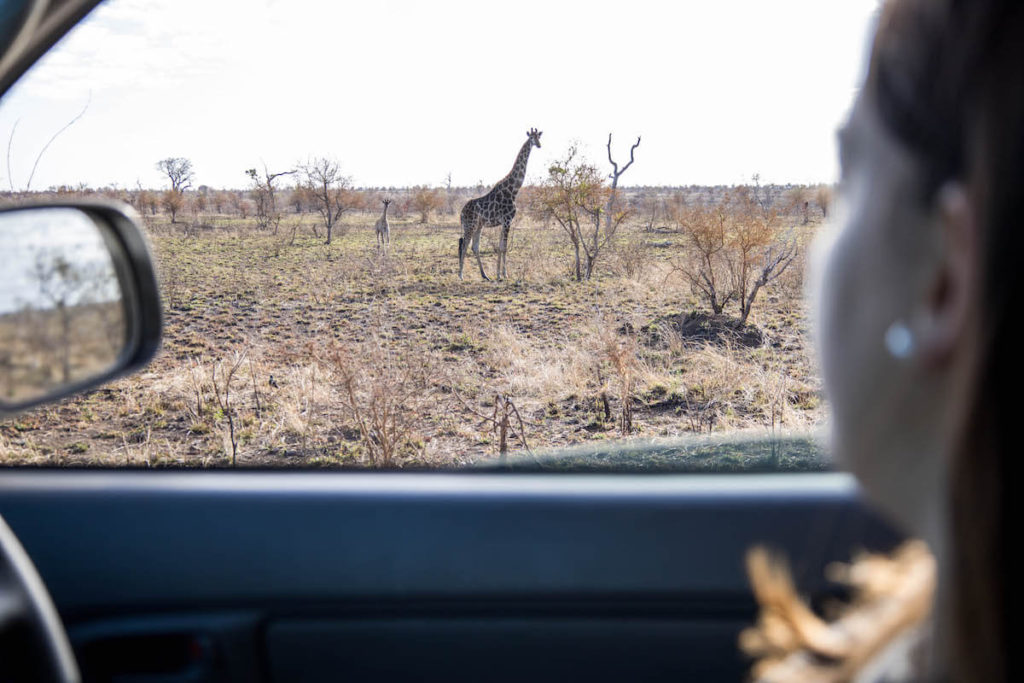 How to self-drive Kruger National Park: everything you need to know