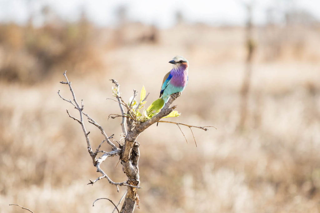 How to self-drive Kruger National Park: everything you need to know