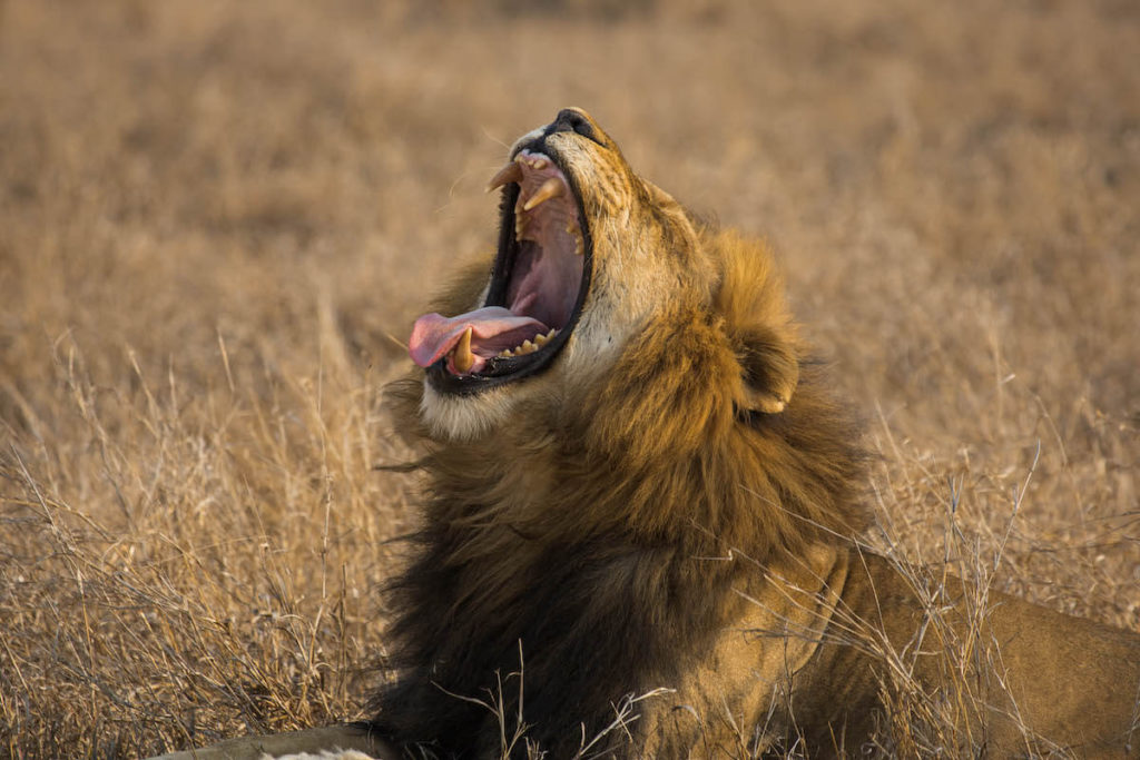 How to self-drive Kruger National Park