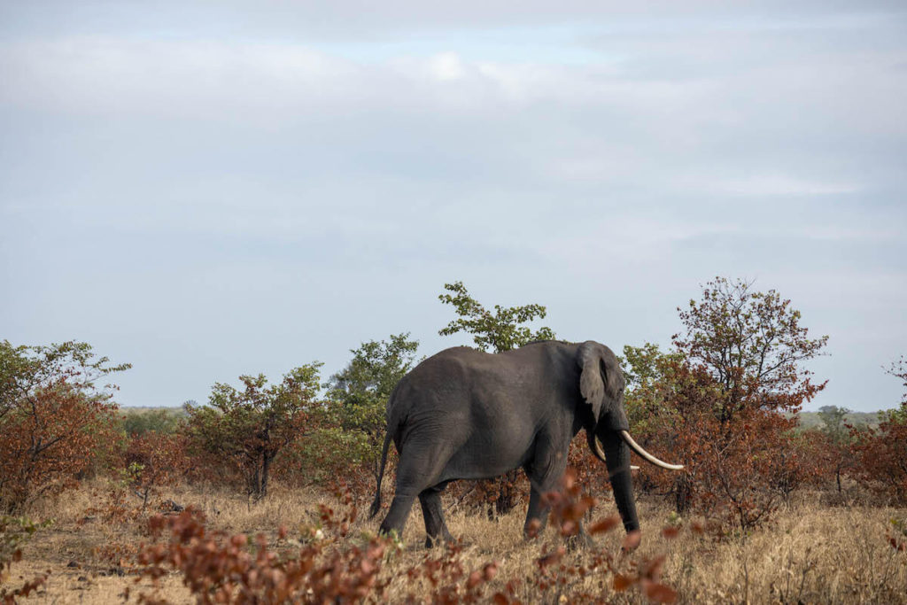 How to self-drive Kruger National Park