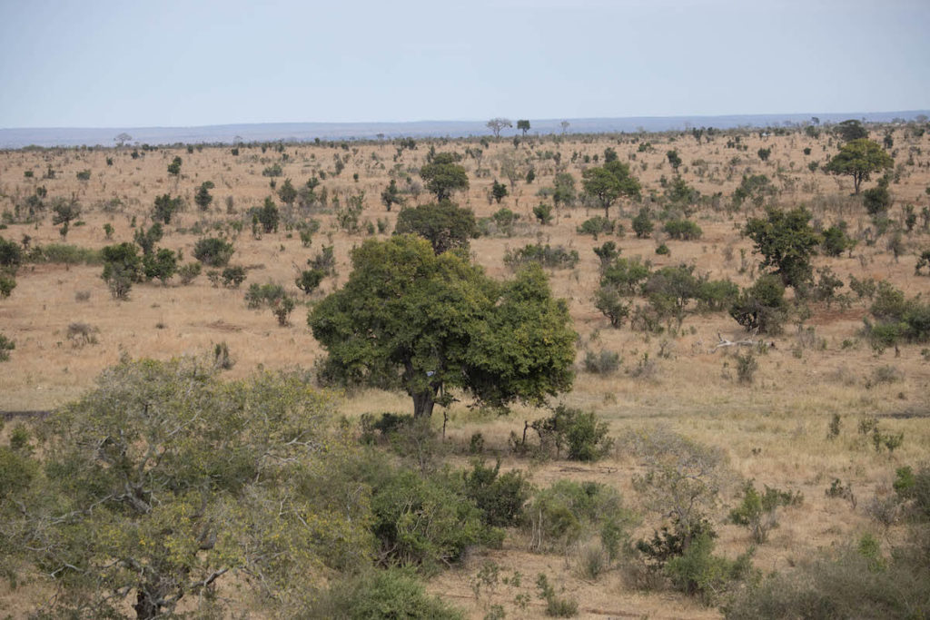 How to self-drive Kruger National Park: everything you need to know