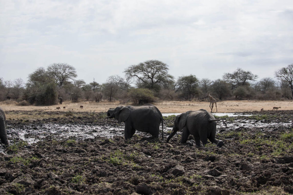 How to self-drive Kruger National Park