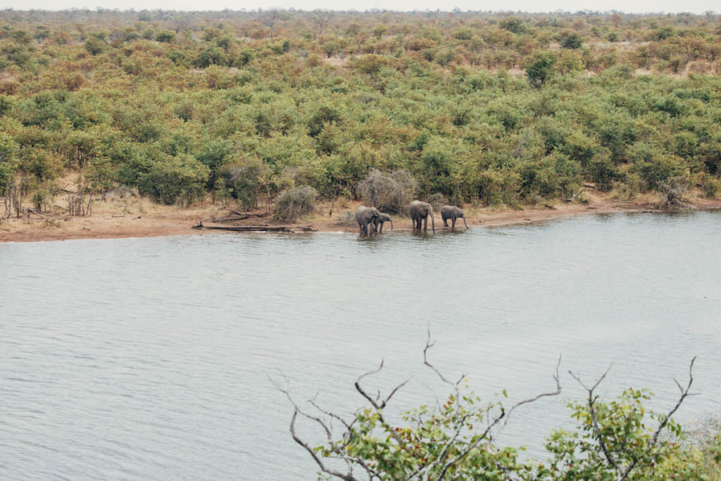 How to self-drive Kruger National Park