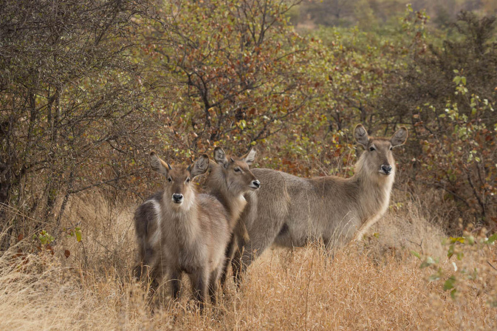 How to self-drive Kruger National Park: everything you need to know