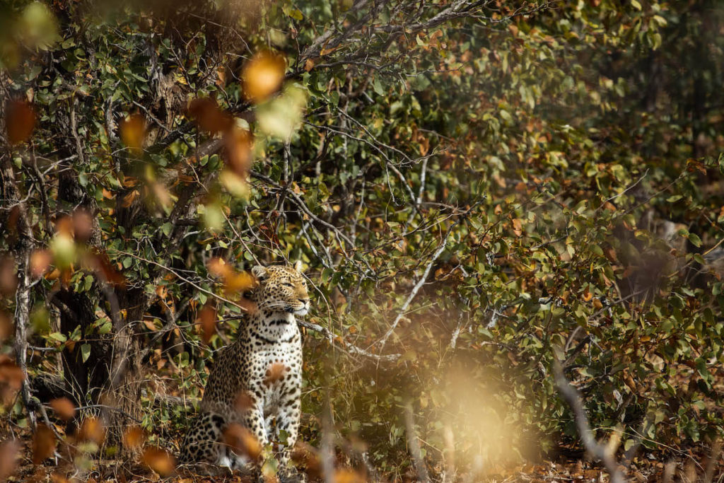 How to self-drive Kruger National Park: everything you need to know